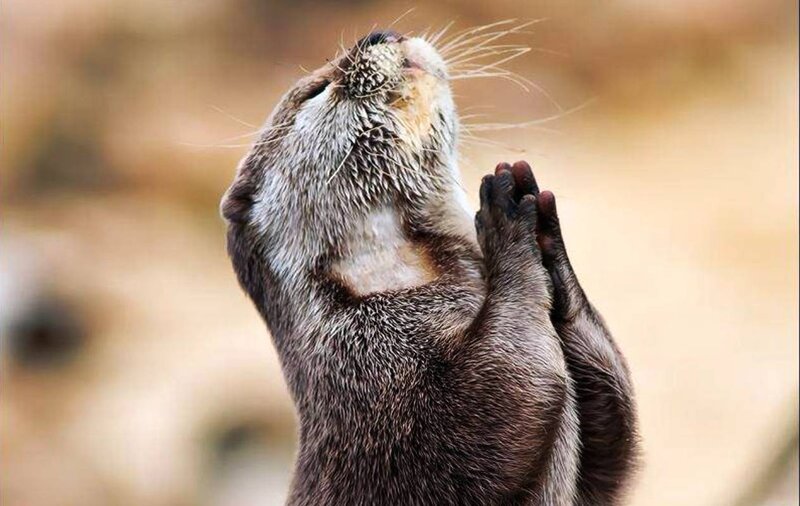 Otter with Paws Together — Brown