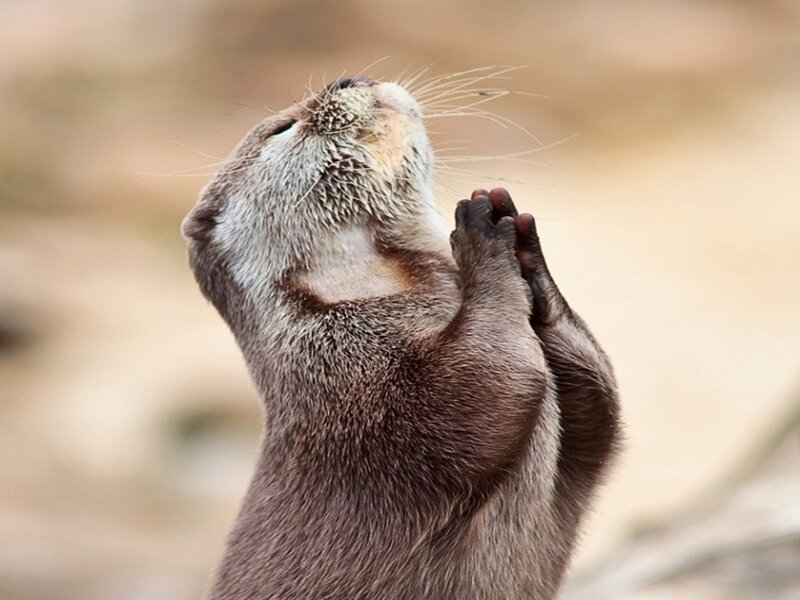 otter with paws together