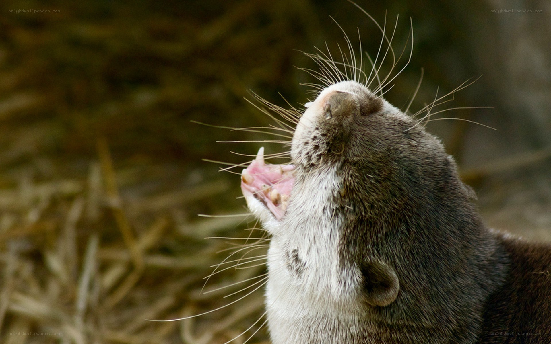 otter yawning