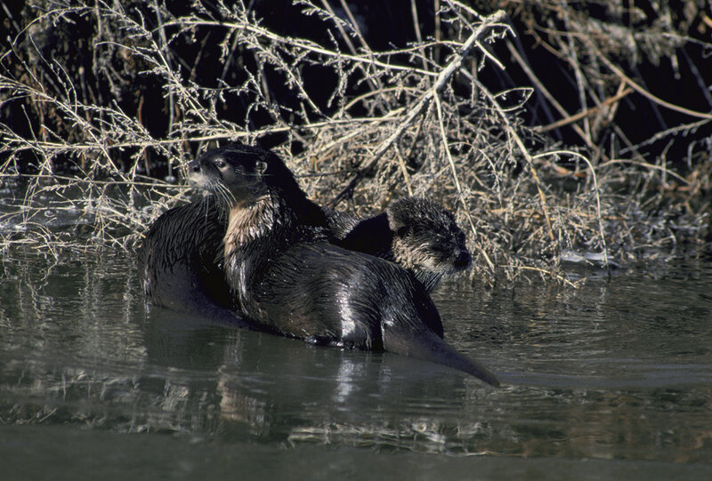 Otters in the water