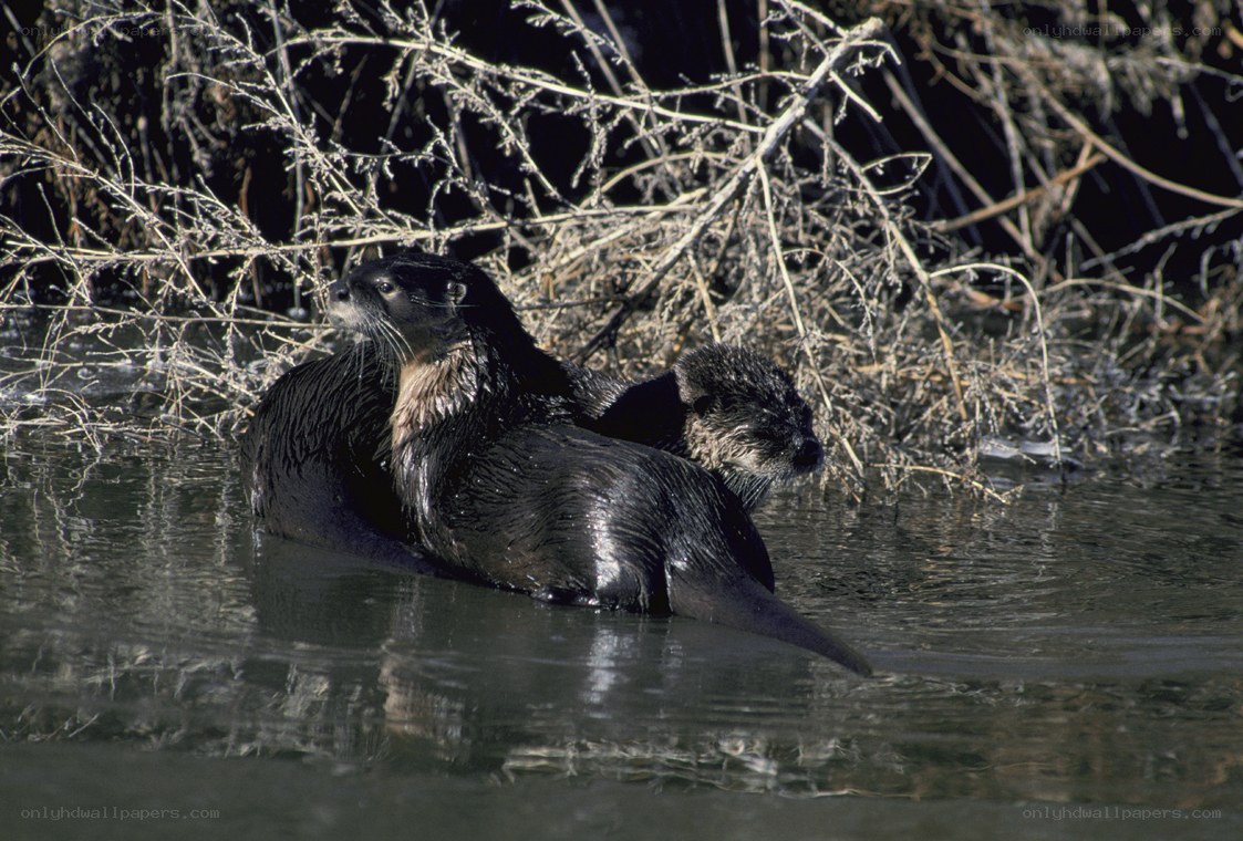 Otters in the water