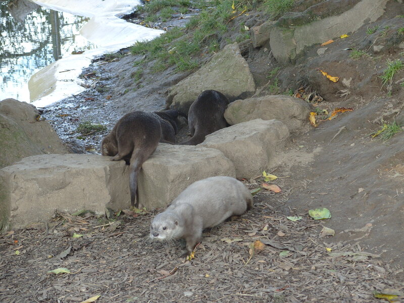 otters near a pond