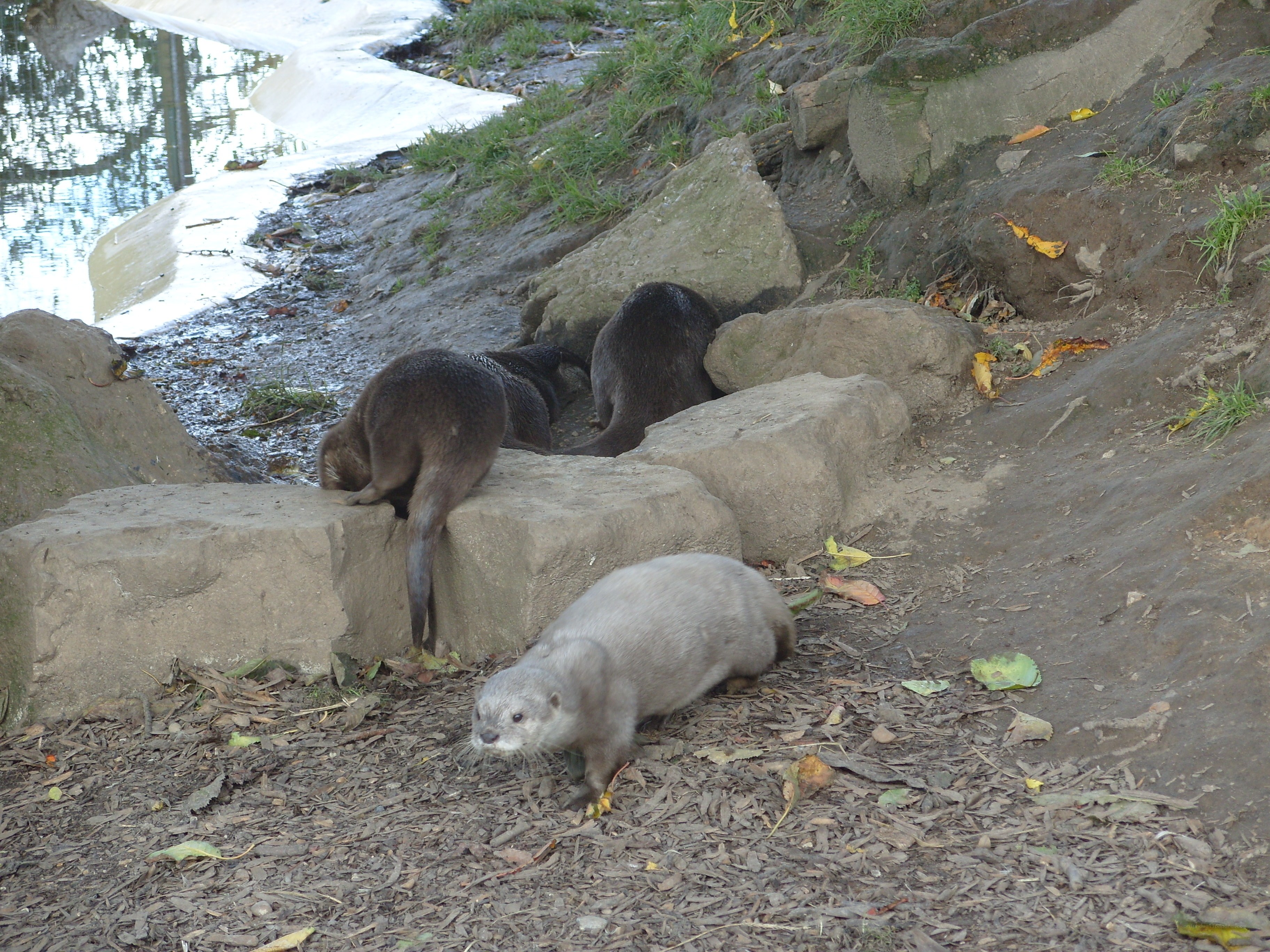 otters near a pond