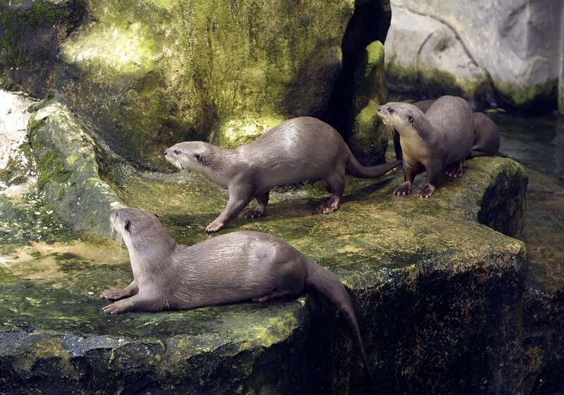 otters on a rock