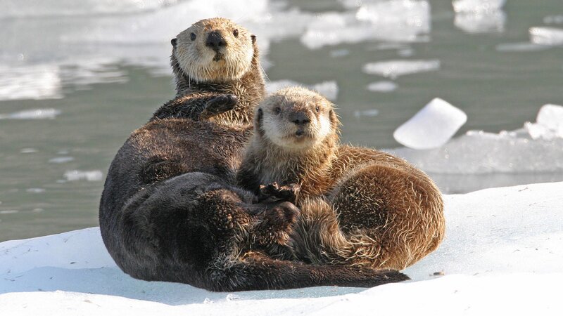 Otters on ice