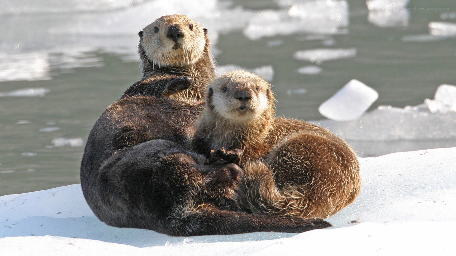 Otters on ice