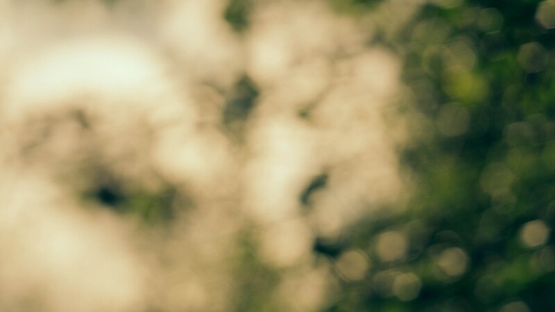 Out-of-focus Foliage