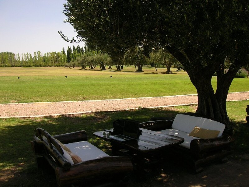 Outdoor seating under an olive tree