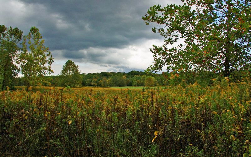 Overcast field with autumn foliage