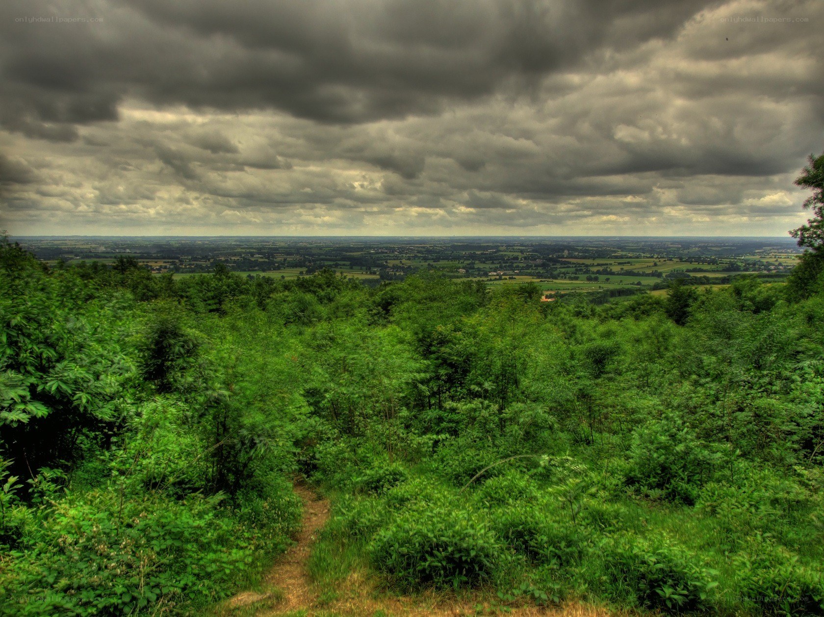 Overcast landscape with forest path