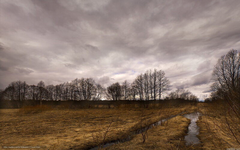 Overcast marsh landscape