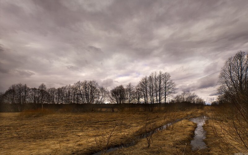Overcast marshland with stream