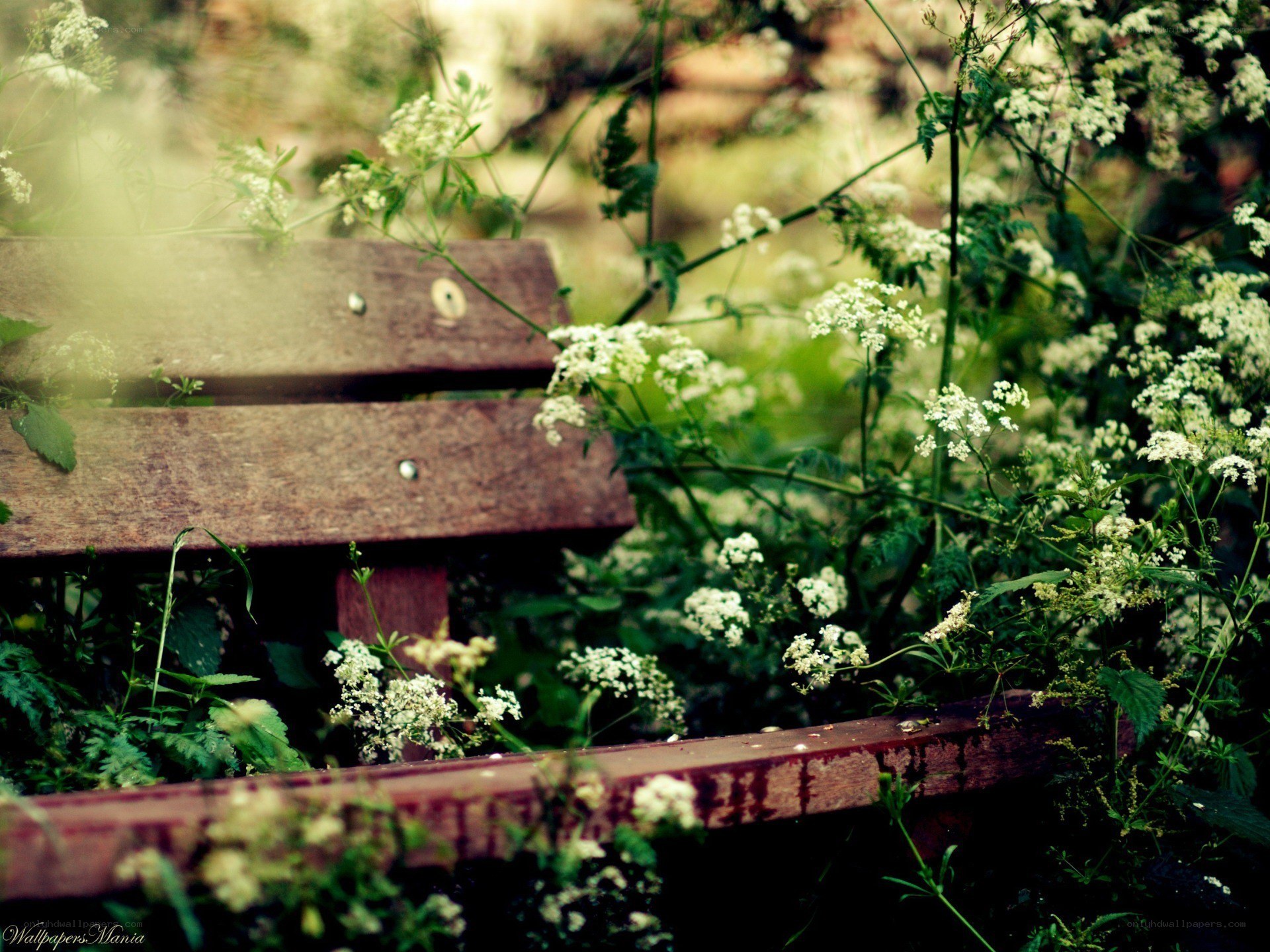 Overgrown bench in garden