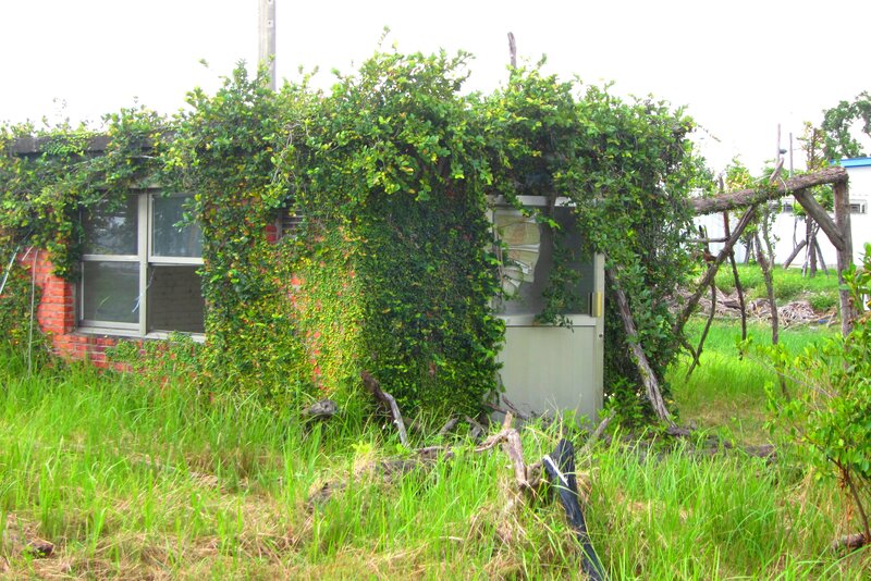 Overgrown Brick Building