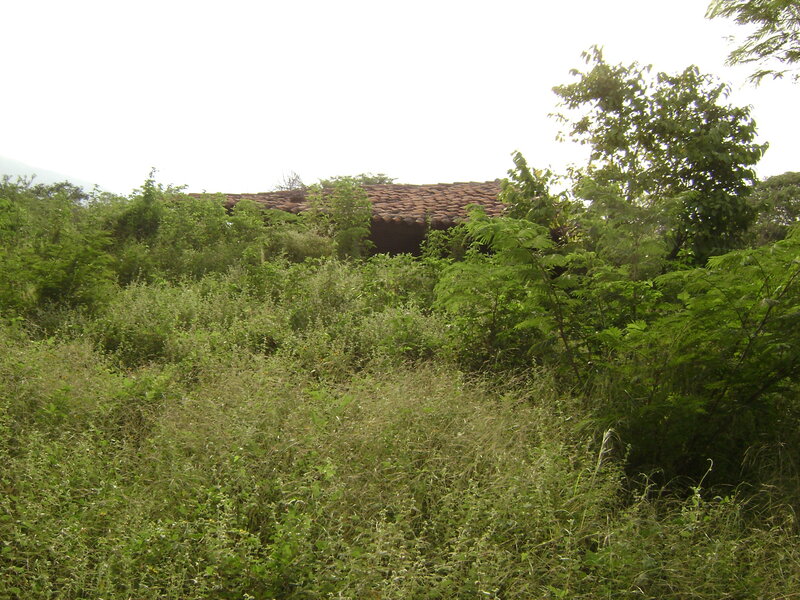 Overgrown Building