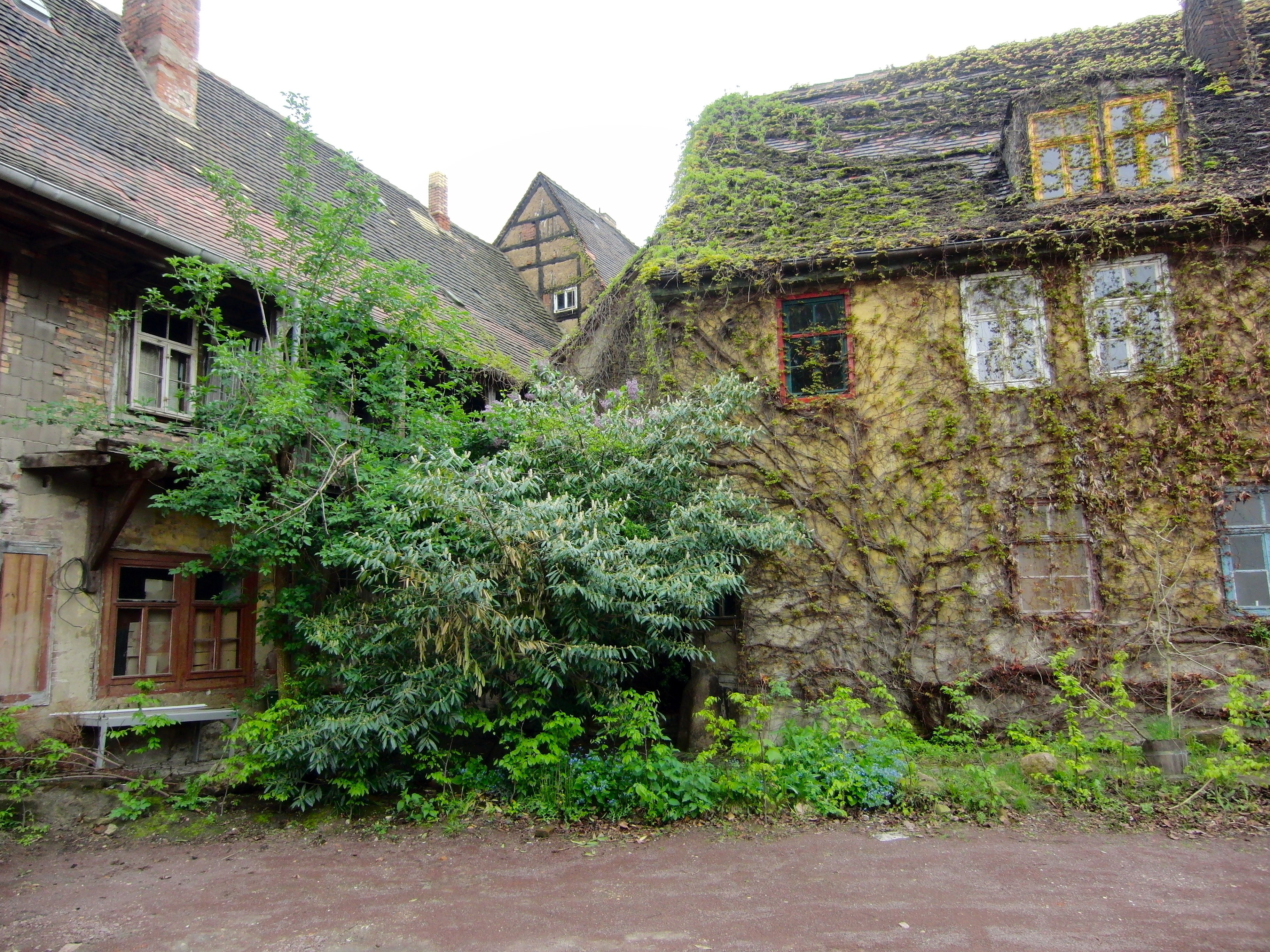 overgrown courtyard with old buildings