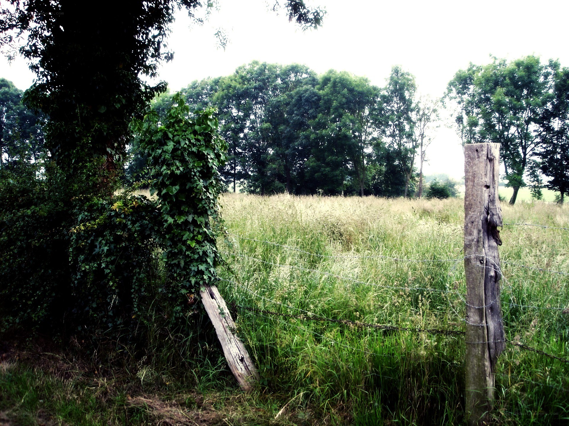 Overgrown fence in a field