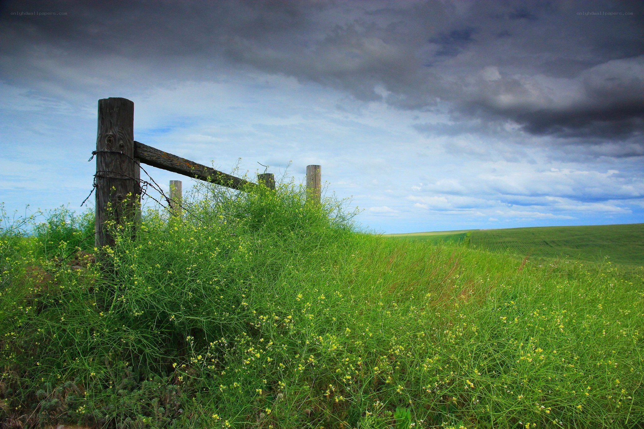 Overgrown fence under stormy sky