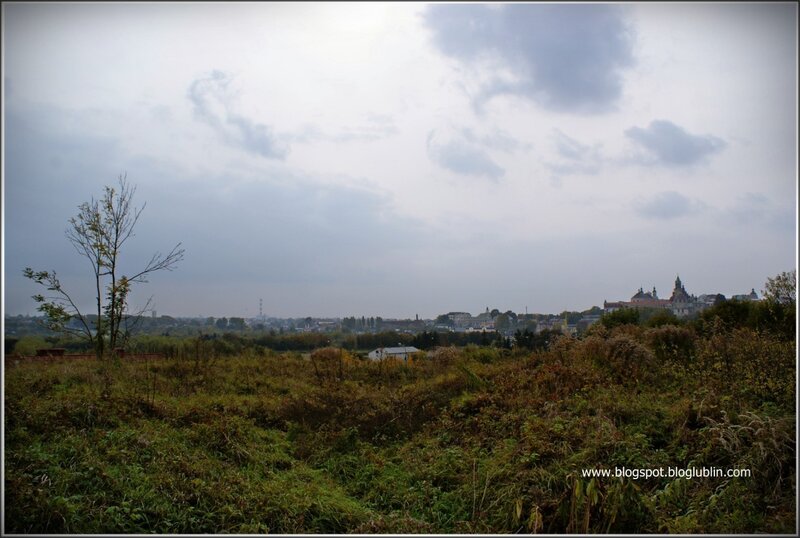 overgrown field with city view
