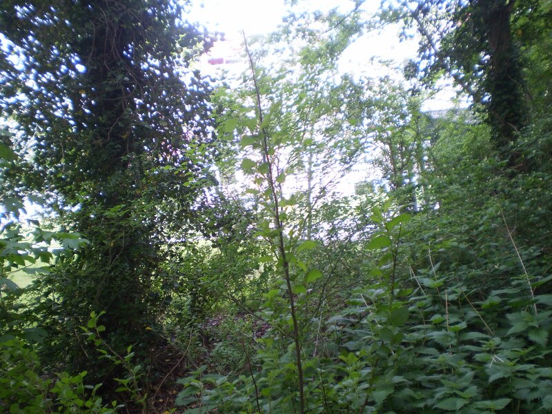 overgrown forest path