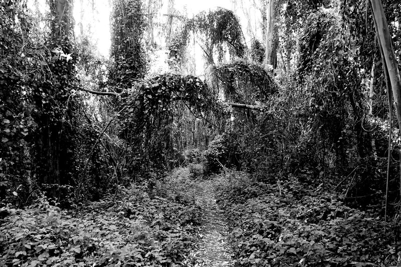 overgrown forest path