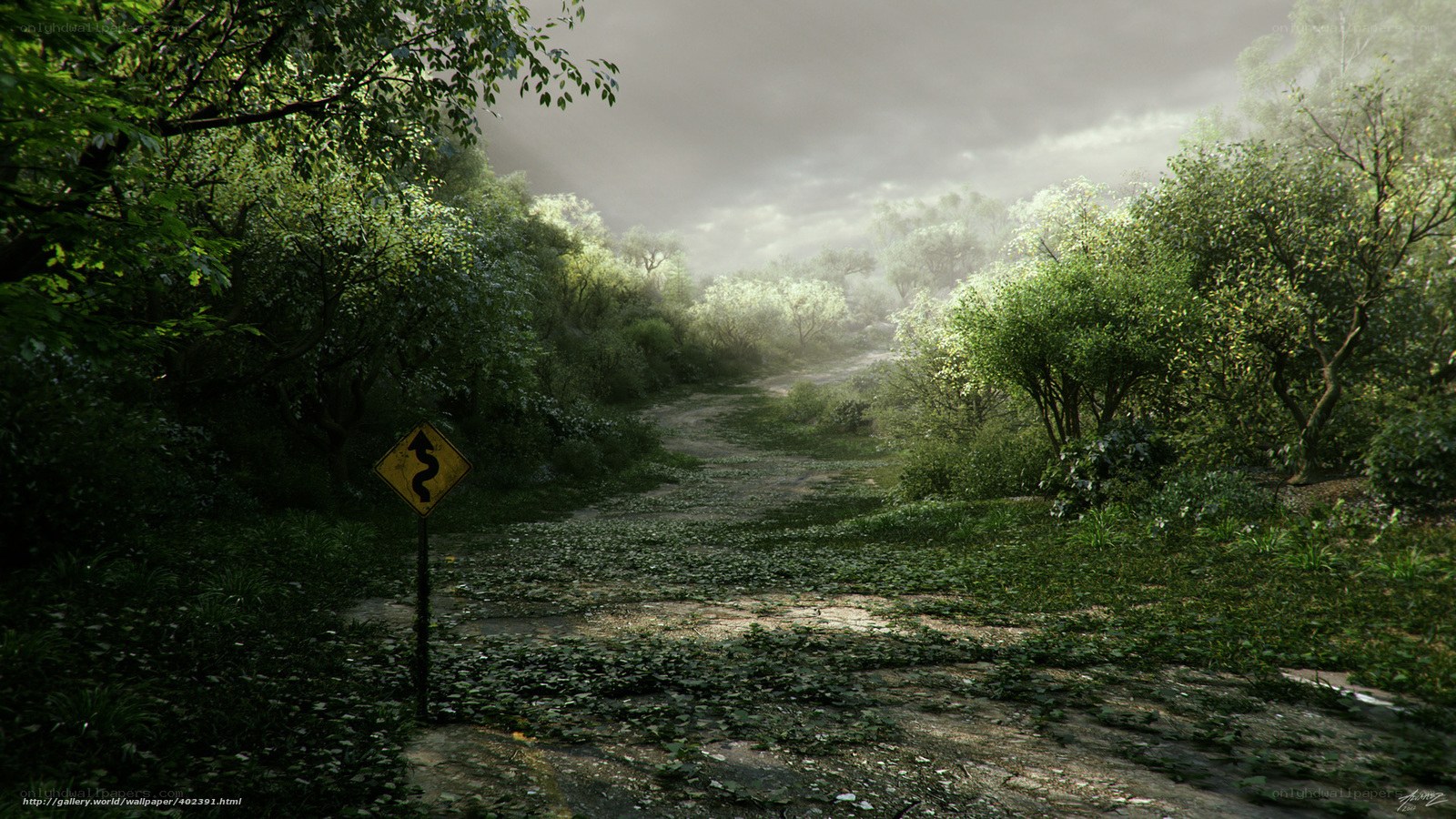 Overgrown forest path