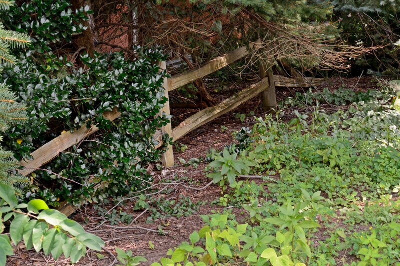 Overgrown Garden Fence