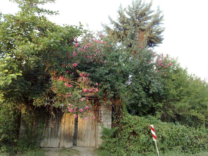 Overgrown garden gate with flowers