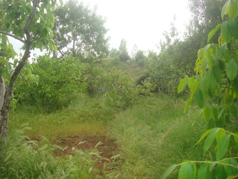 Overgrown garden path