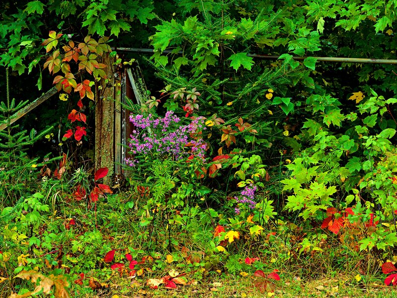 Overgrown Garden with Flowers