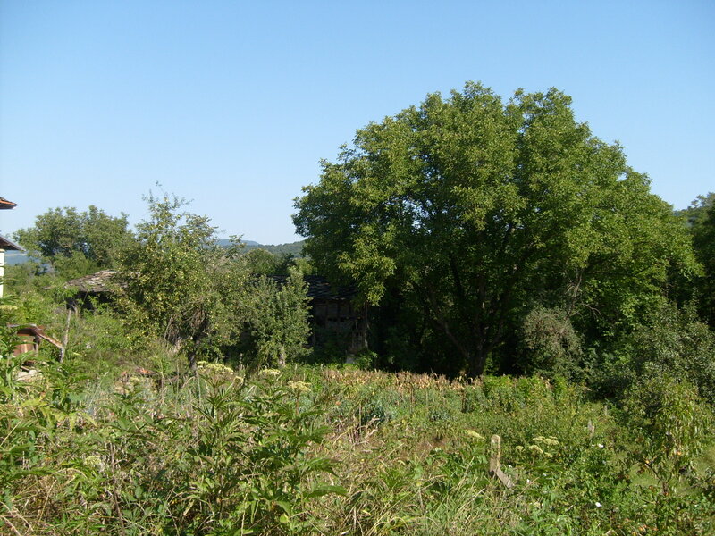 Overgrown Garden with Trees