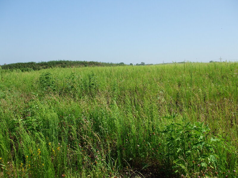 Overgrown Grass Field