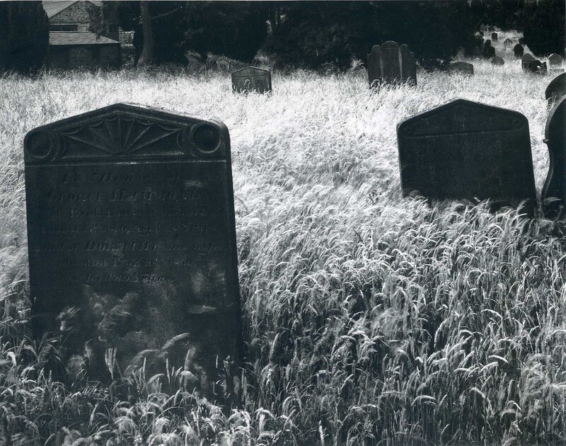 Overgrown graveyard stones