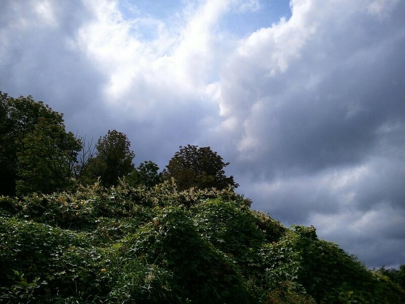 Overgrown Hillside under Stormy Sky