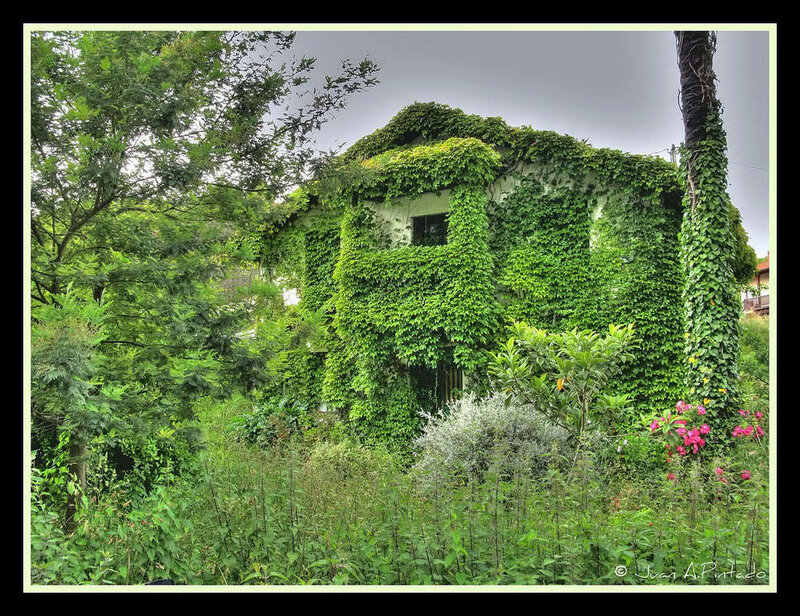 overgrown house in forest