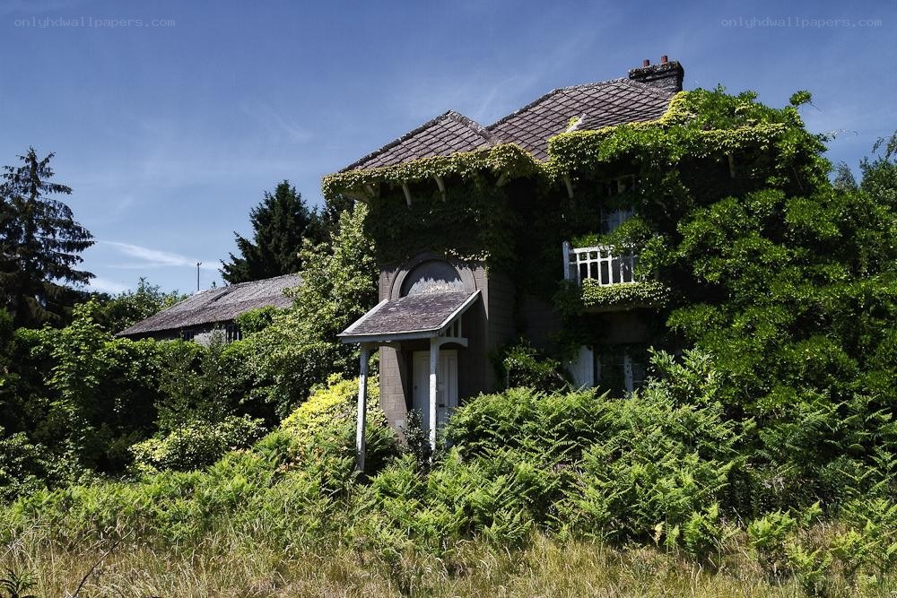 Overgrown house in the forest