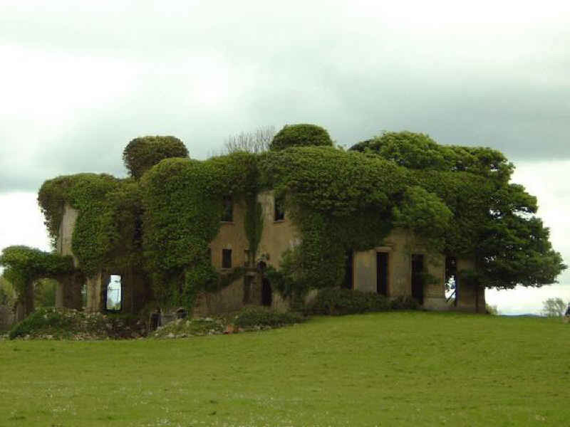 overgrown house ruin