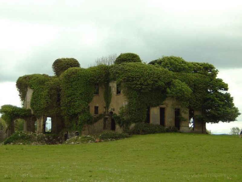 overgrown house ruin