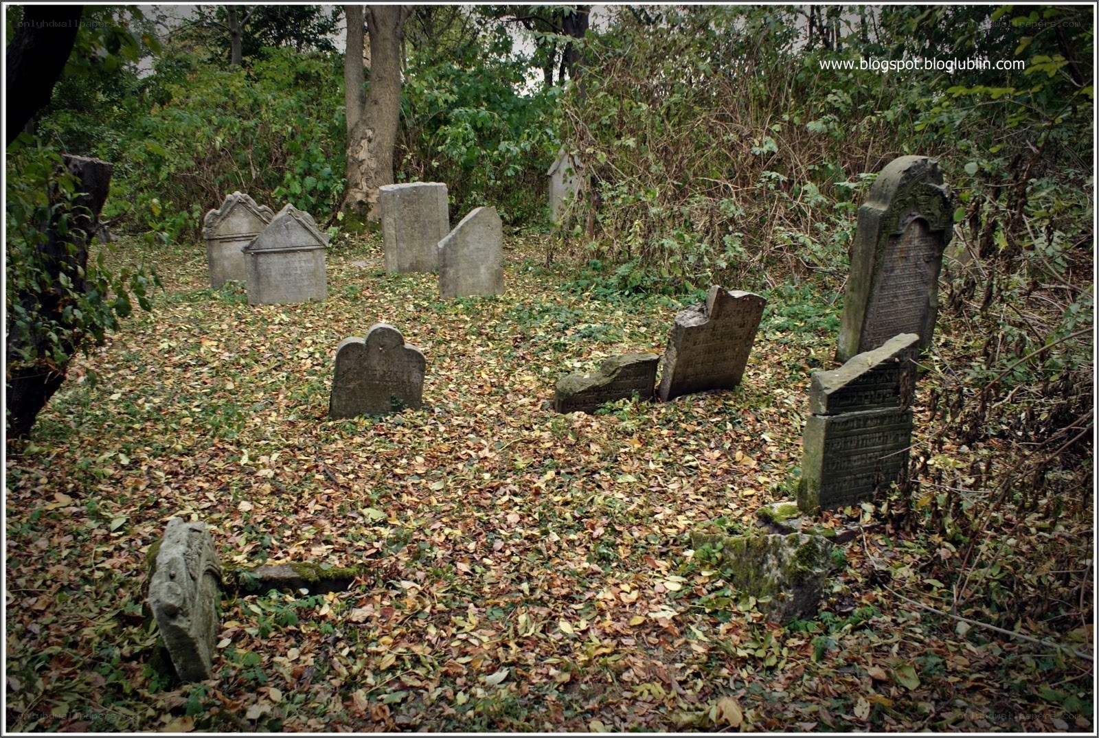 Overgrown Jewish cemetery