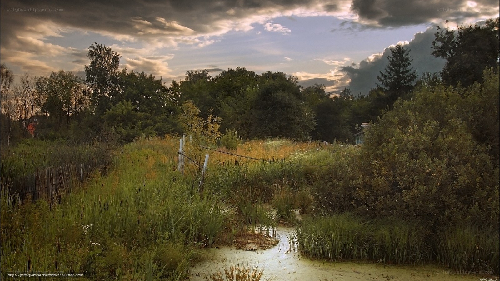 Overgrown marsh at dusk