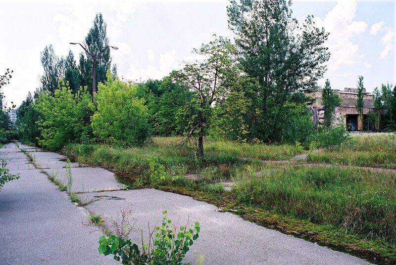 Overgrown path in abandoned area