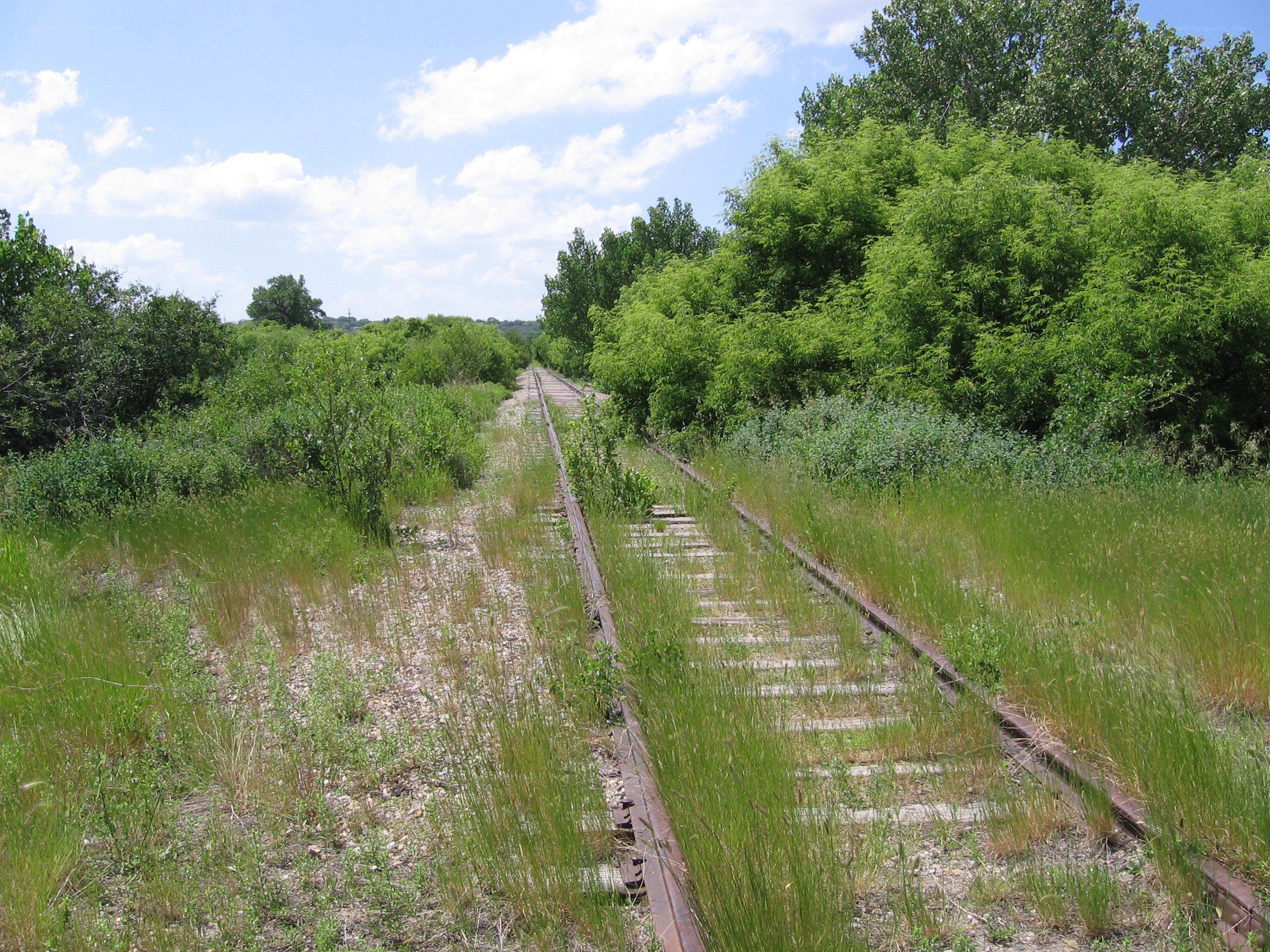 Overgrown railway track