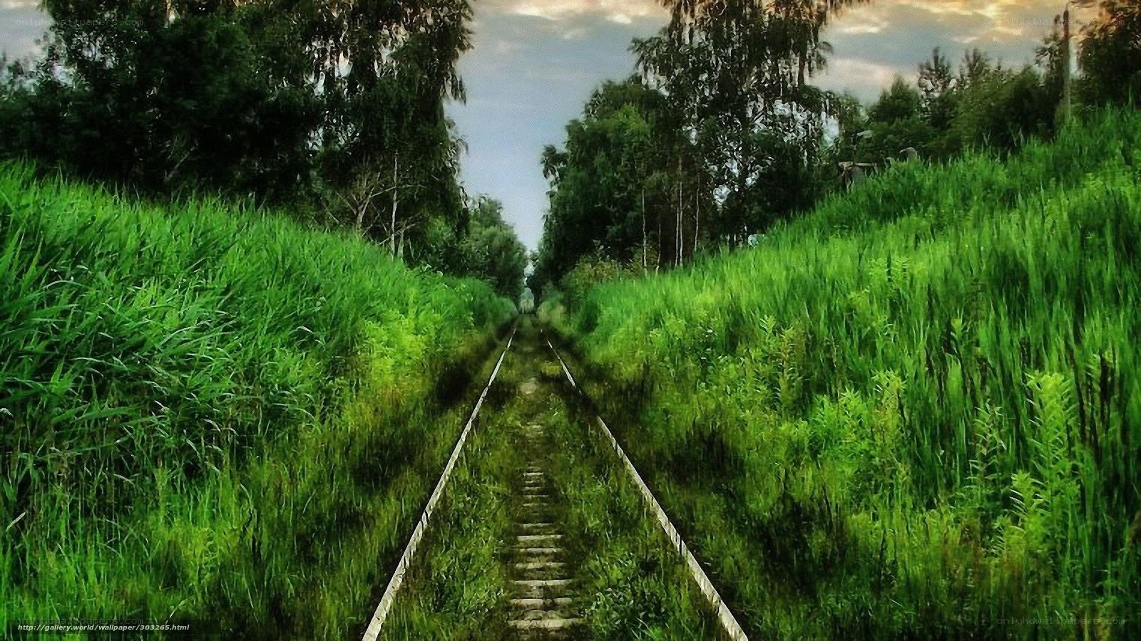 overgrown railway track