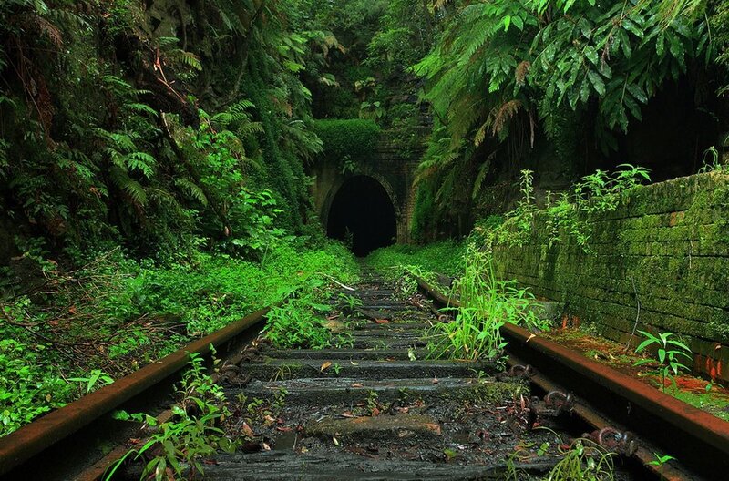Overgrown railway tunnel
