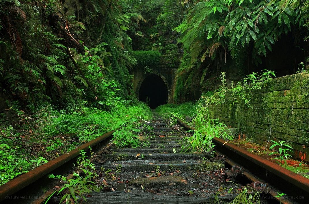Overgrown railway tunnel