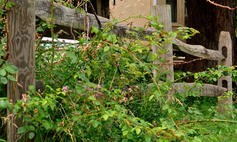Overgrown Rose Bush