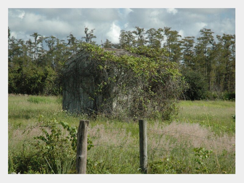 Overgrown shed in a field