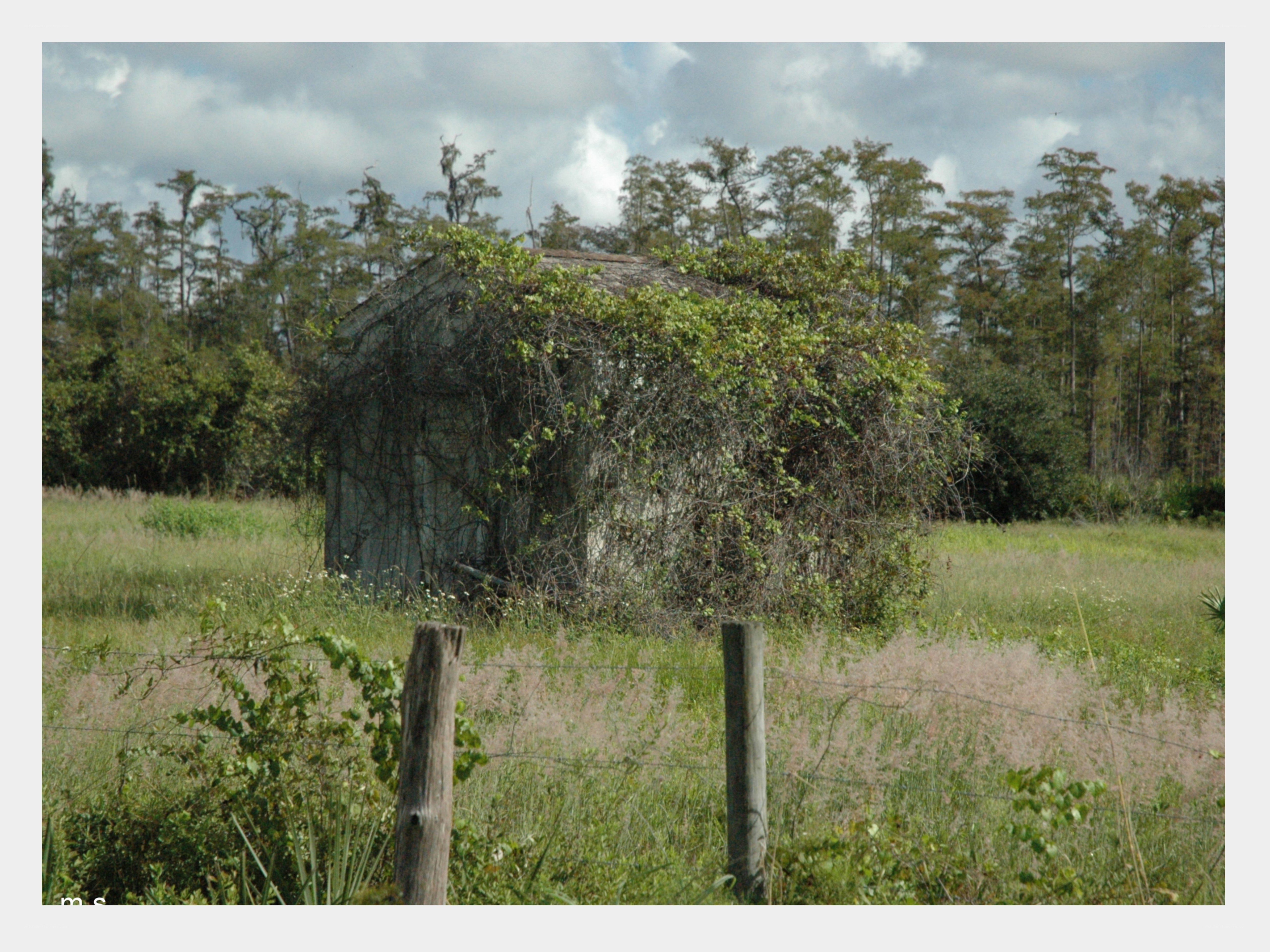 Overgrown shed in a field