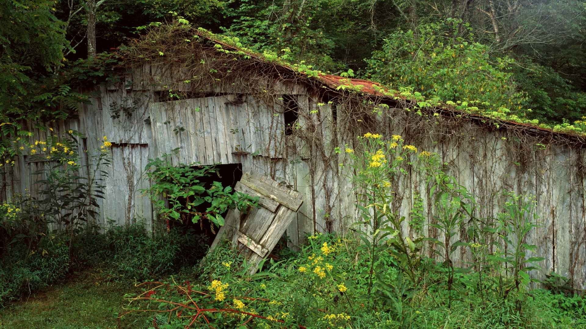 overgrown shed in forest