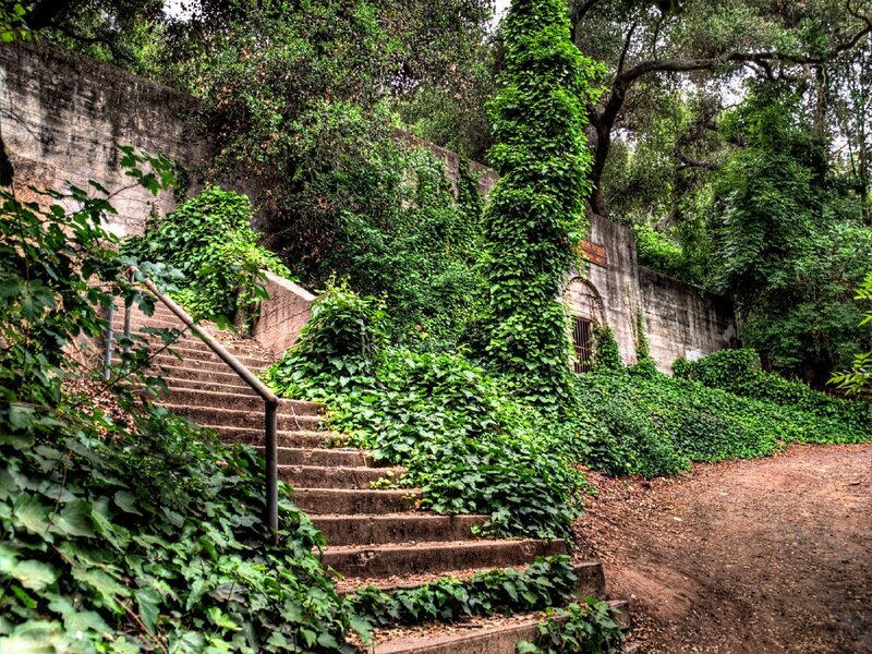 Overgrown stone staircase in forest